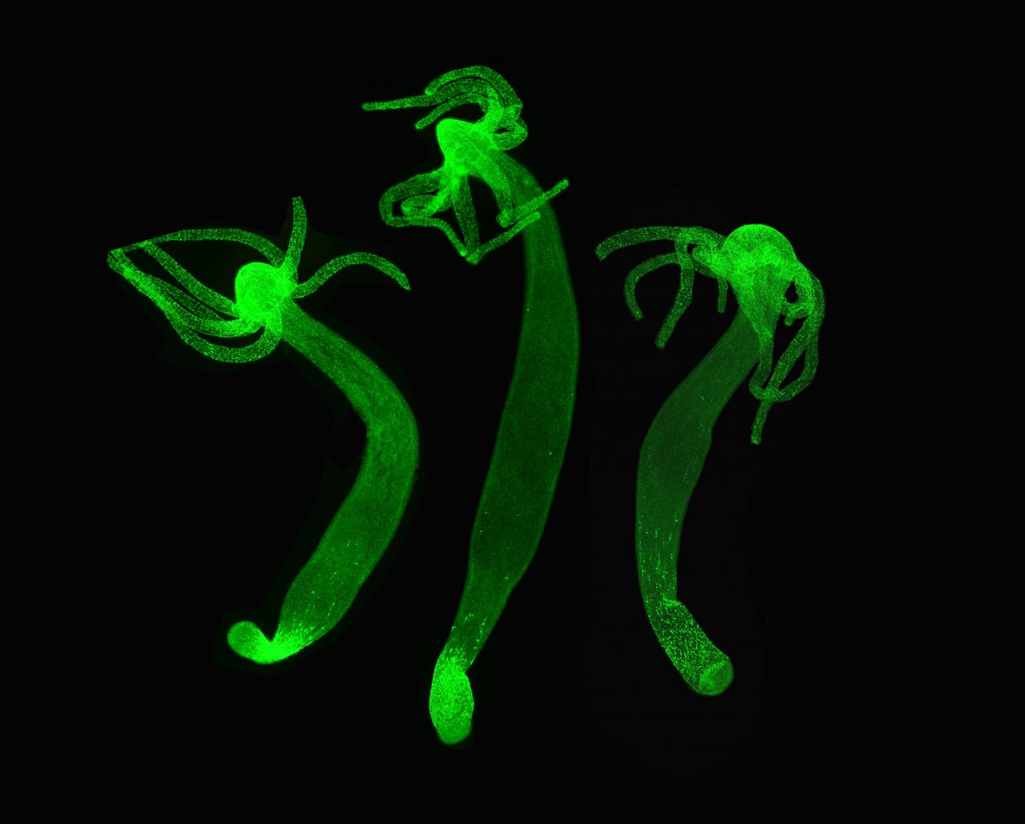 Kraken 6 at