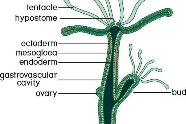 Kraken kraken link24 info