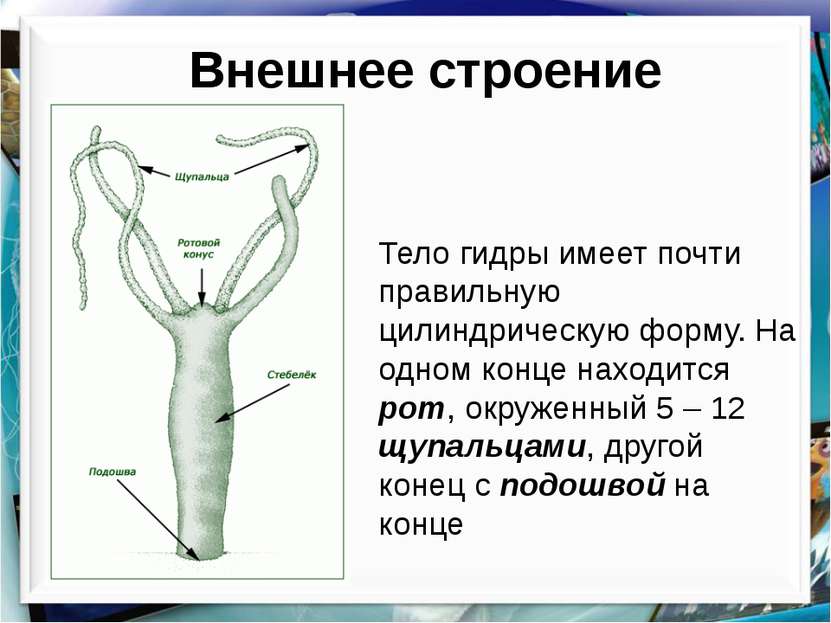 Что такое кракен маркет